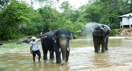 Kenyir Elephant Village