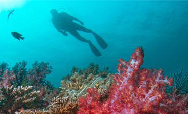 Padi Snorkelling & Dive Programmes