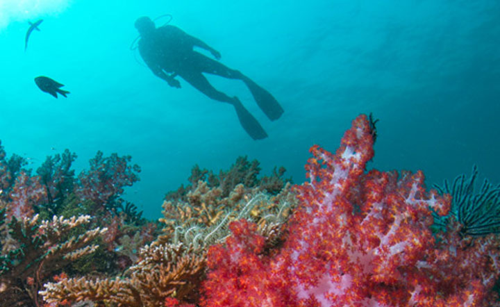 Diving at Tenggol Island